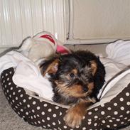 Yorkshire terrier Bølle <3 R.I.P :'(