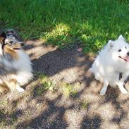 Shetland sheepdog Elvis