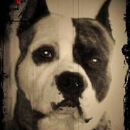 Amerikansk staffordshire terrier Mean  R.I.P