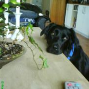 Blanding af racer Bess