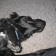 Blanding af racer Bess