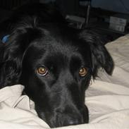 Blanding af racer Bess