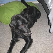 Blanding af racer Bess