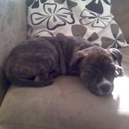 Amerikansk staffordshire terrier Laika