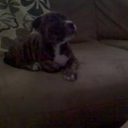 Amerikansk staffordshire terrier Laika