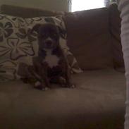 Amerikansk staffordshire terrier Laika