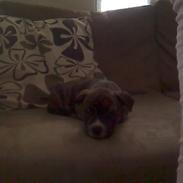 Amerikansk staffordshire terrier Laika