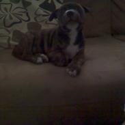 Amerikansk staffordshire terrier Laika