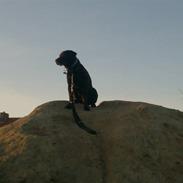Labrador retriever sofus - R.I.P 15/10-16