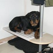 Rottweiler Xinkas Django