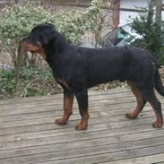 Rottweiler Xinkas Django