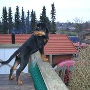 Rottweiler Xinkas Django