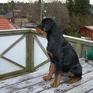 Rottweiler Xinkas Django