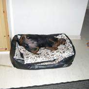 Rottweiler Xinkas Django