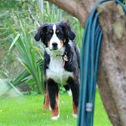 Berner sennenhund Nellie