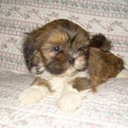 Lhasa apso Alma