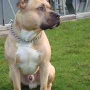 Amerikansk staffordshire terrier KING