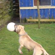 Amerikansk staffordshire terrier KING