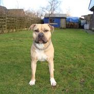 Amerikansk staffordshire terrier KING
