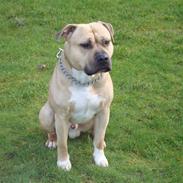 Amerikansk staffordshire terrier KING