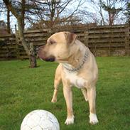 Amerikansk staffordshire terrier KING