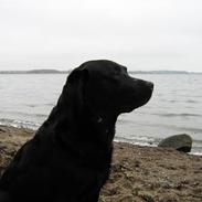 Labrador retriever Brårup´s Buddy Holly