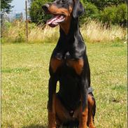 Dobermann Proud Danish Aragon