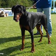 Dobermann Proud Danish Aragon
