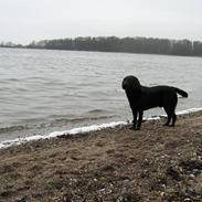Labrador retriever Brårup´s Buddy Holly