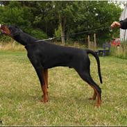 Dobermann Proud Danish Aragon