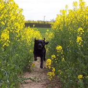 Labrador retriever Brårup´s Buddy Holly