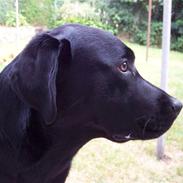 Labrador retriever Brårup´s Buddy Holly
