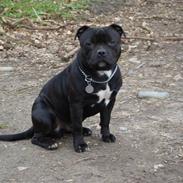 Staffordshire bull terrier Baloo