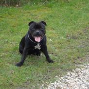 Staffordshire bull terrier Baloo