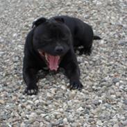 Staffordshire bull terrier Baloo