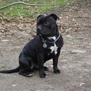 Staffordshire bull terrier Baloo