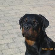 Rottweiler Baloo
