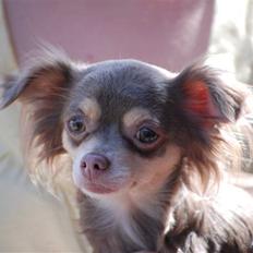 Chihuahua sns bolette nyby's Beta