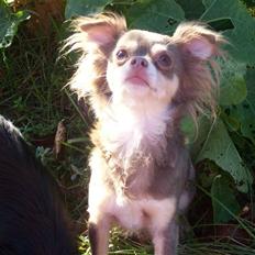 Chihuahua sns bolette nyby's Beta