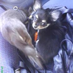 Chihuahua Louis Vuitton Hansen