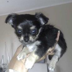 Chihuahua Louis Vuitton Hansen