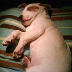 Jack russell terrier Bowie