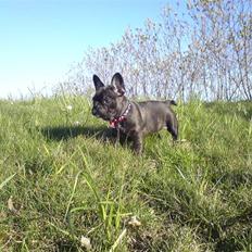 Fransk bulldog Gutzo