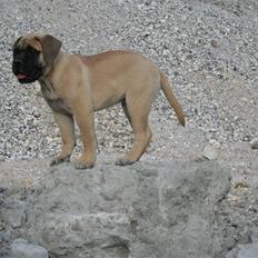 Bullmastiff Vega