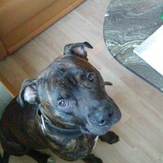 Amerikansk staffordshire terrier rocky sov sødt basse