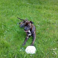 Amerikansk staffordshire terrier rocky sov sødt basse