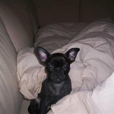 Blanding af racer Nala