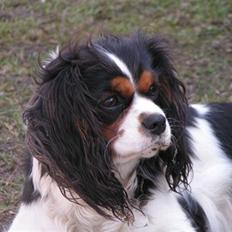 Cavalier king charles spaniel Nørgaards Silke R.I.P