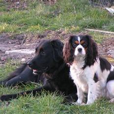 Cavalier king charles spaniel Nørgaards Silke R.I.P