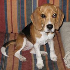 Beagle Bailey savnes stadig